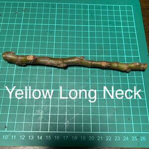 Yellow Long Neck穂木　いちじく穂木 イチジク穂木 