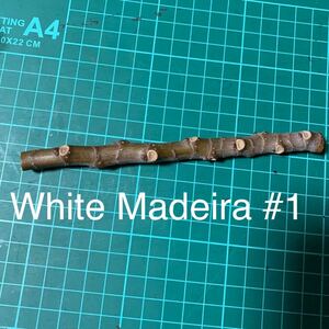 White Madeira #1穂木　イチジク穂木 いちじく穂木 