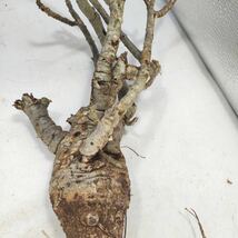 【2/8輸入】M037 ハコネコ ヤトロファ・スピカータ Jatropha spicata 枝折有 塊根植物 観葉植物 未発根 _画像5