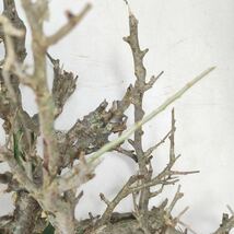 【2/8輸入】M072 コミフォラ・カンペストリス Commiphora campestris 塊根植物 観葉植物 未発根 _画像6