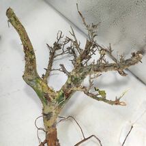 M017 芽吹 コミフォラ・カンペストリス Commiphora campestris 塊根植物 観葉植物 未発根 _画像5
