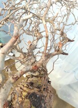 【2/6輸入】P094 ハコネコ オペルクリカリア・パキプス Operculicarya Pachypus 塊根植物 観葉植物 未発根 _画像8