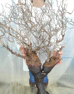 【2/6輸入】P073 双頭 ハコネコ オペルクリカリア・パキプス Operculicarya Pachypus 塊根植物 観葉植物 未発根 