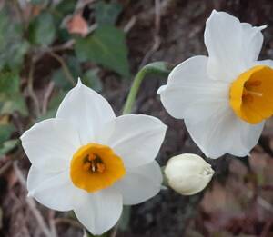 大特価！大人気です。　希少　冬に咲く　とてもかわいい白い花 日本スイセン　腐葉土育ち 良質大球根　6個 （2）