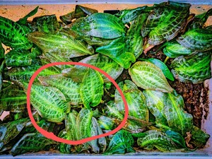 Cryptocoryne nurii Diamond Line from Kpg Desa Musai pulau Lingga [AZ0917-2]