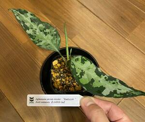 【LA便】 Aglaonema pictum tricolor “Kashyyyk“ Aceh sumatera 【LA0816-1ss】アグラオネマ（用土、鉢、管理タグ付）キャッシーク　②