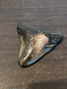 メジロザメ ？ メガロドン ？ サメの歯　化石　レア品　古代　アンティーク　Y687