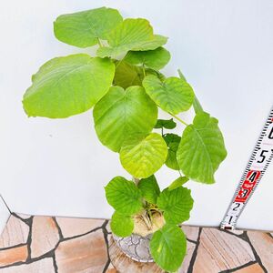 現物販売　フィカス　ゴムの木　ウンベラータ　セラアート鉢　受け皿付き　人気　観葉植物　インテリアグリーン