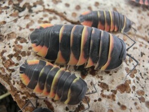 エンバービー 10頭＋αメルラネラ エンバービー Merulanella sp. Ember Beeメルラネラ ダンゴムシ