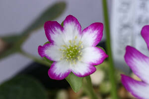 雪割草　交配種『開花中　初花　青軸無毛妻紅花①』