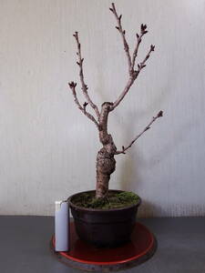 盆栽　旭山桜（Ｅ－６）