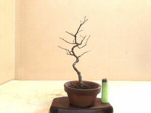 . chestnut kli bonsai 