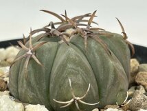 [浦部陽向園]★☆エキノカクタス　雷帝　Echinocactus horizonthalonius 'Raitei'★サボテン　多肉植物★Y1489☆★_画像3