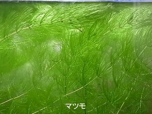 マツモ ３０ｃｍ ５本　ネコポス便　無農薬　補償付