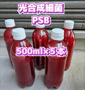 光合成細菌 PSB 自家培養 500ml × 5 本 メダカ 水草 水質 