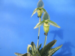 洋蘭 パフィオ Paph. wardii fma alba　花付