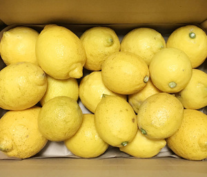 自然栽培 レモン(2500g)★広島県産★安心安全の完全無農薬・無肥料の究極の自然農法★大地の力を感じられ、自然の恵みが詰まっています♪
