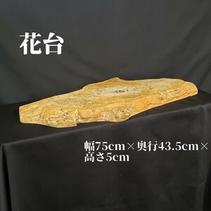 花台　敷台　木製　幅75cm 奥行き43.5cm 高さ5cm 重さ6068g　華道具　切株　自然木　天然木　家具　インテリア　レトロ【140e1728】