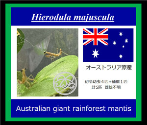 Hierodula majuscula 初令幼虫4匹+補償1匹計5匹 Australian giant rainforest mantis カマキリ　マンティス