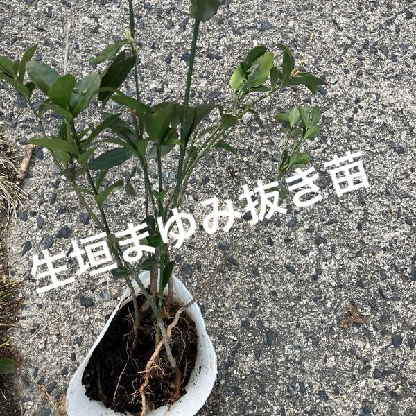 まゆみ 抜き苗5本