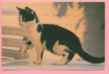 猫(17) H15◆ビンテージポストカード フランス ドイツ ベルギー イタリア イギリス ネコ ねこ 子猫 外国絵葉書_画像2