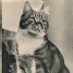 猫(4) X47◆アンティークポストカード フランス ドイツ ベルギー イタリア イギリス ネコ ねこ 子猫 外国絵葉書 ビンテージ