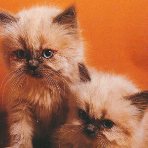 猫(29) E76◆ビンテージポストカード フランス ドイツ ベルギー イタリア イギリス ネコ ねこ 子猫 外国絵葉書