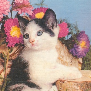 猫(11) E76◆ビンテージポストカード フランス ドイツ ベルギー イタリア イギリス ネコ ねこ 子猫 外国絵葉書