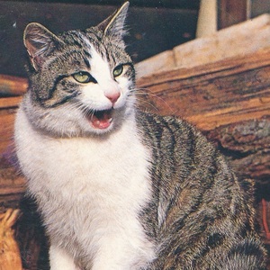 猫(11)O42◆ビンテージポストカード フランス ドイツ ベルギー イタリア イギリス ネコ ねこ 子猫 外国絵葉書