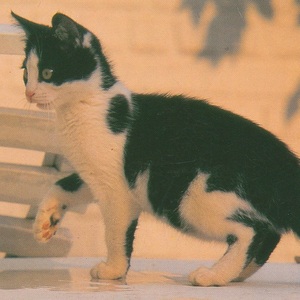 猫(17) H15◆ビンテージポストカード フランス ドイツ ベルギー イタリア イギリス ネコ ねこ 子猫 外国絵葉書