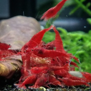  red fire - Cherry shrimp 50 pcs 