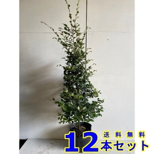  plant tokiwa hamamelis japonica blue leaf white flower (si donkey na) 18.0p 1 2 ps height of tree 1.2m rom and rear (before and after) 18.0p