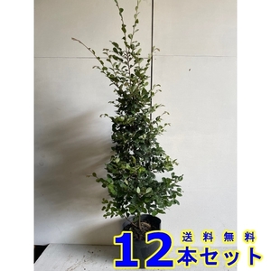 植木 トキワマンサク　青葉白花 (シロバナ) 18.0ｐ 12本 樹高1.2ｍ前後 18.0ｐ