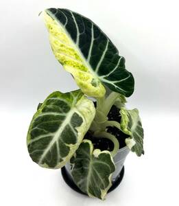 アロカシア Alocasia Backvelvet ninja Var Albo No4