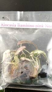 アロカシア Alocasia Bambino pink NoA