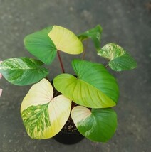 ホマロメナ Homalomena rubescens var yellow No3_画像1