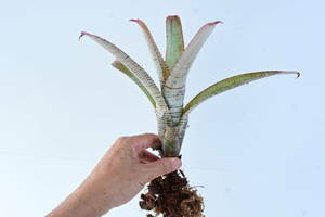 Aechmea nudicaulis 'Frosty The Snowman'　@bikamori.com エクメア・ヌディカウリス・フロスティーザスノーマン