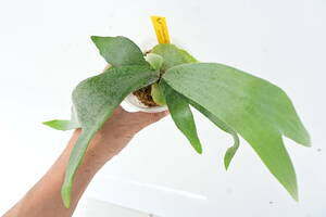 P.bifurucatum 'White' TC① @bikamori.com ビフルホワイト 白ビフル ビカクシダ