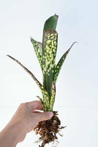 Billbergia sp① @bikamori.com ビルベルギア ラベル落ち