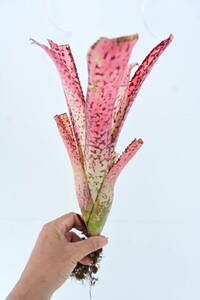 Billbergia sp① @bikamori.com ビルベルギア ラベル落ち