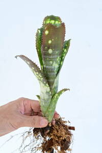 Billbergia sp③　 @bikamori.com ビルベルギア ラベル落ち