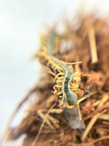 トビズムカデ　香港産　ベビー　1匹　ムカデ