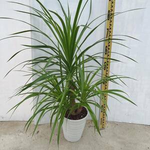  dracaena Cambodia -na6 number interior green rare goods kind rare interior decorative plant 02