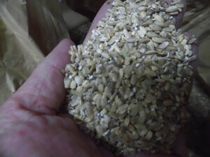 無施肥無農薬栽培 くず米、10kg1000円～