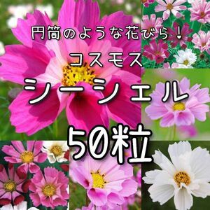 【シーシェルのタネ】50粒 種子 種 コスモス 秋桜 花