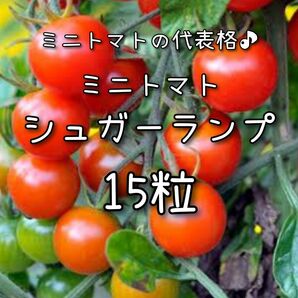 【ミニトマト(シュガーランプ)のタネ】15粒 種子 種 野菜 夏野菜 家庭菜園