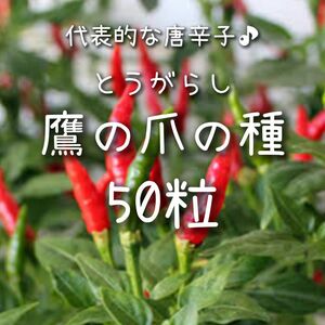 【鷹の爪のタネ】50粒 種子 種 タカノツメ とうがらし 唐辛子 野菜 家庭菜園