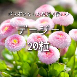 【デージーのタネ】20粒 種子 種 花