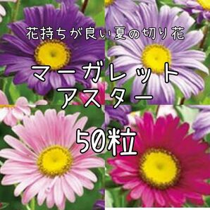 【マーガレットアスターのタネ】50粒 種子 種 花 切り花にも 菊