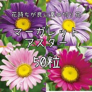 【マーガレットアスターのタネ】50粒 種子 種 花 切り花にも 菊